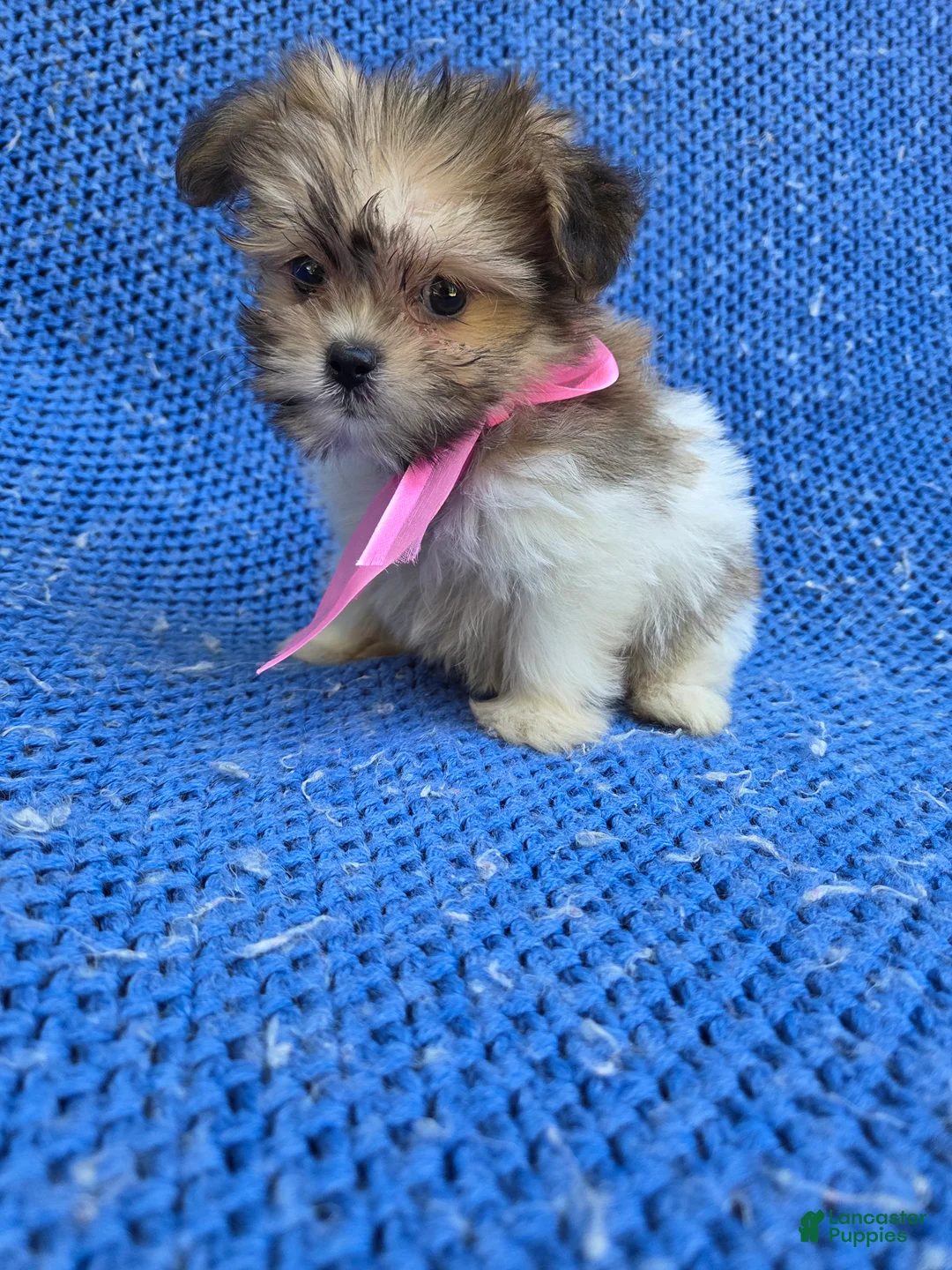 Yorkiepoo dogs for sale: Gina - Ad 1