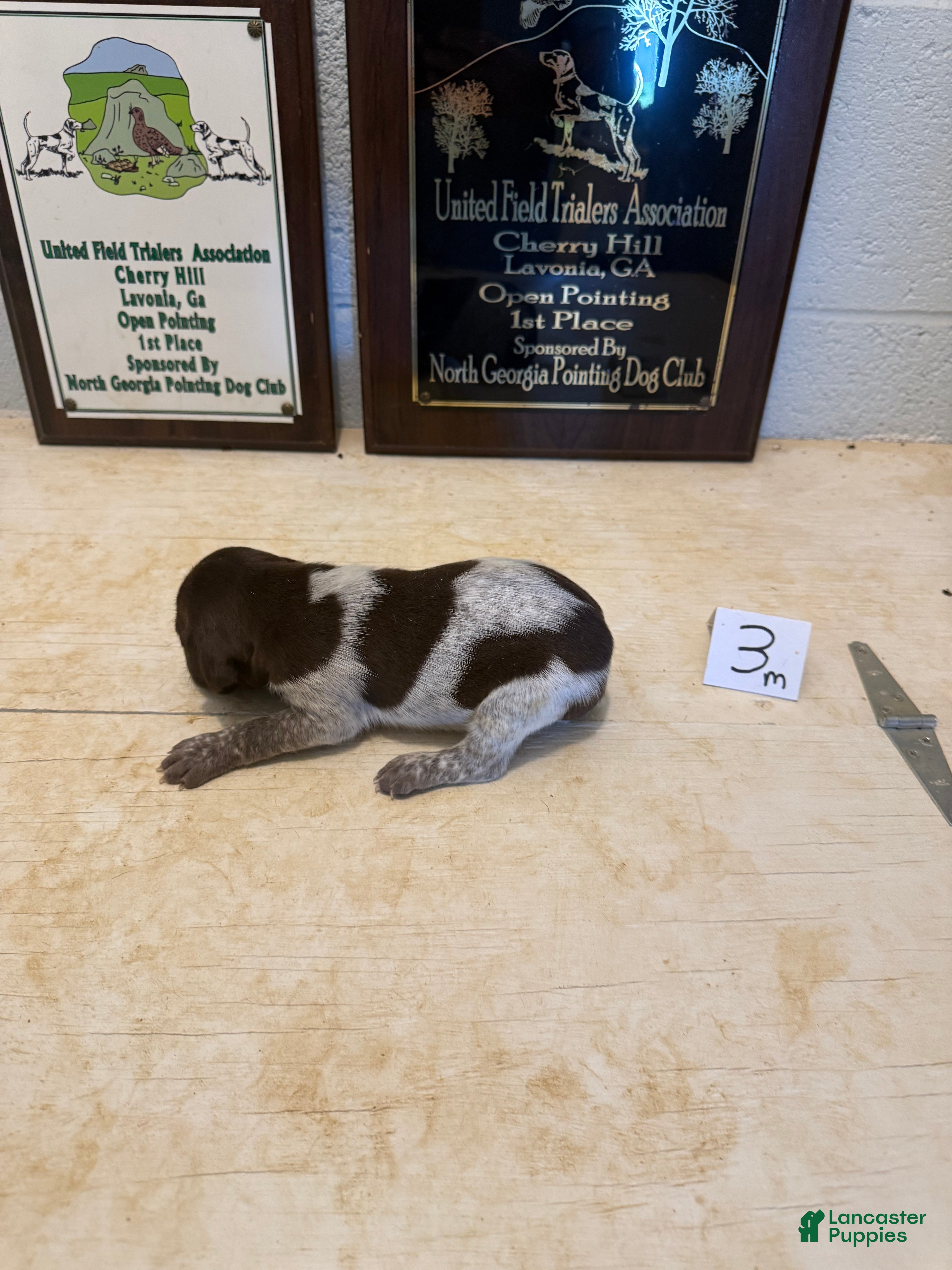 German Shorthaired Pointer dogs German Shorthaired Pointer 3 - Ad 2