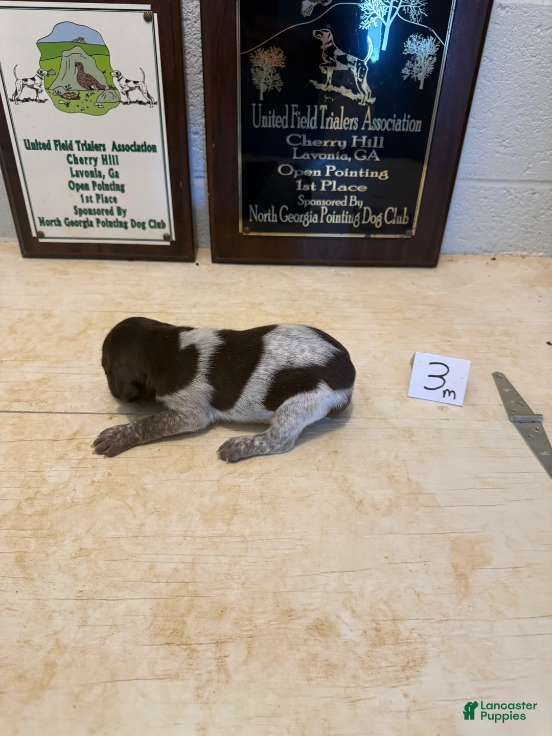 German Shorthaired Pointer dogs for sale: German Shorthaired Pointer 3 - Ad 2