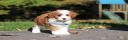 Cavapoo dogs for sale: Pumpkin - Ad 10