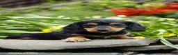 Miniature Dachshund dogs for sale: Henry - Ad 3