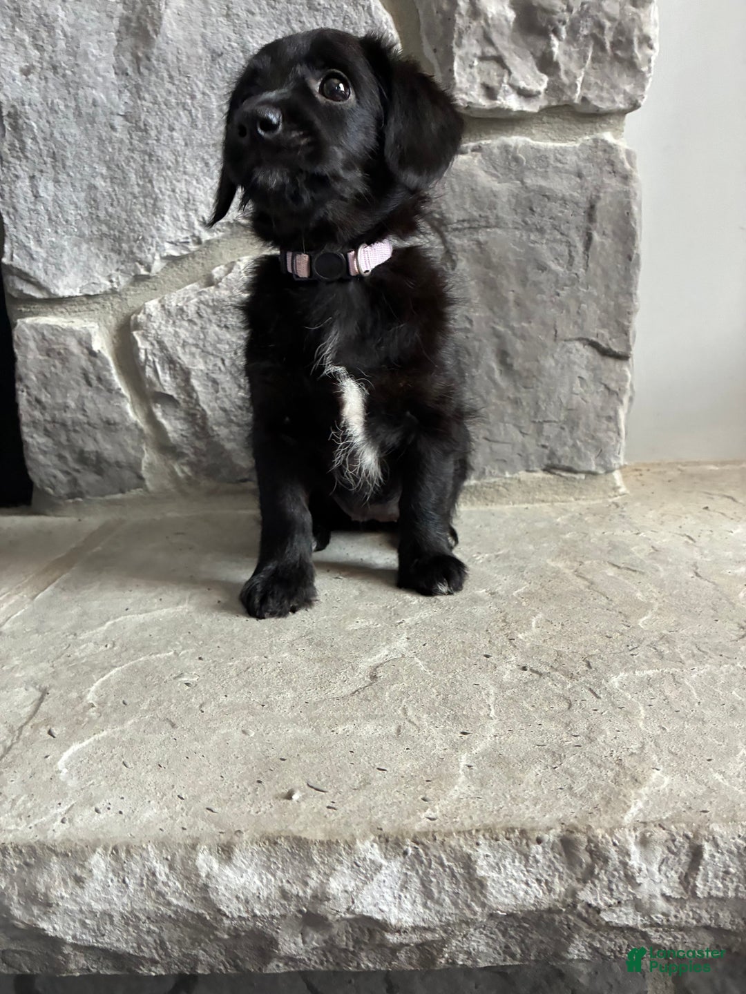 Corgipoo dogs for sale: Merry Corgipoo - Ad 2