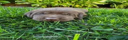 Labrador Retriever dogs for sale: Pierre - Ad 1