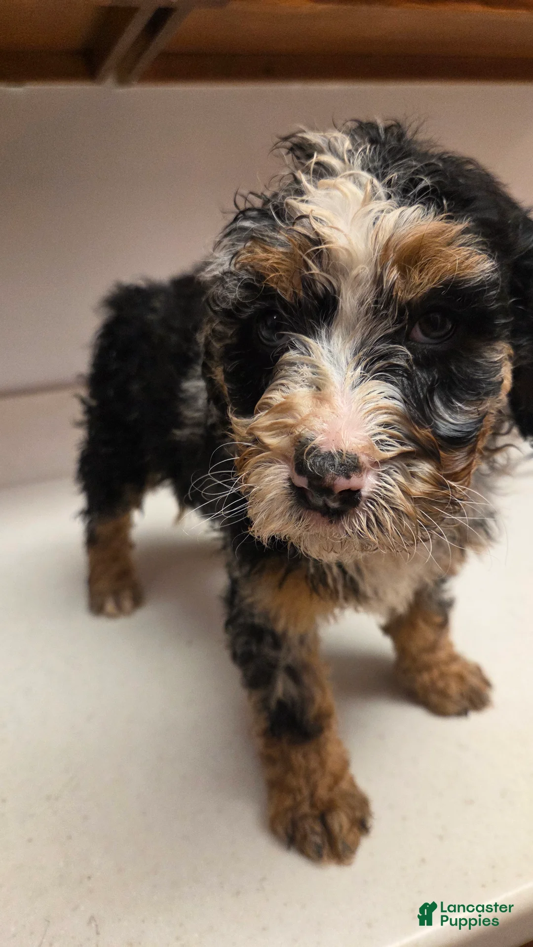 Bernedoodle dogs for sale: Bernedoodle Puppy 4 - Ad 5