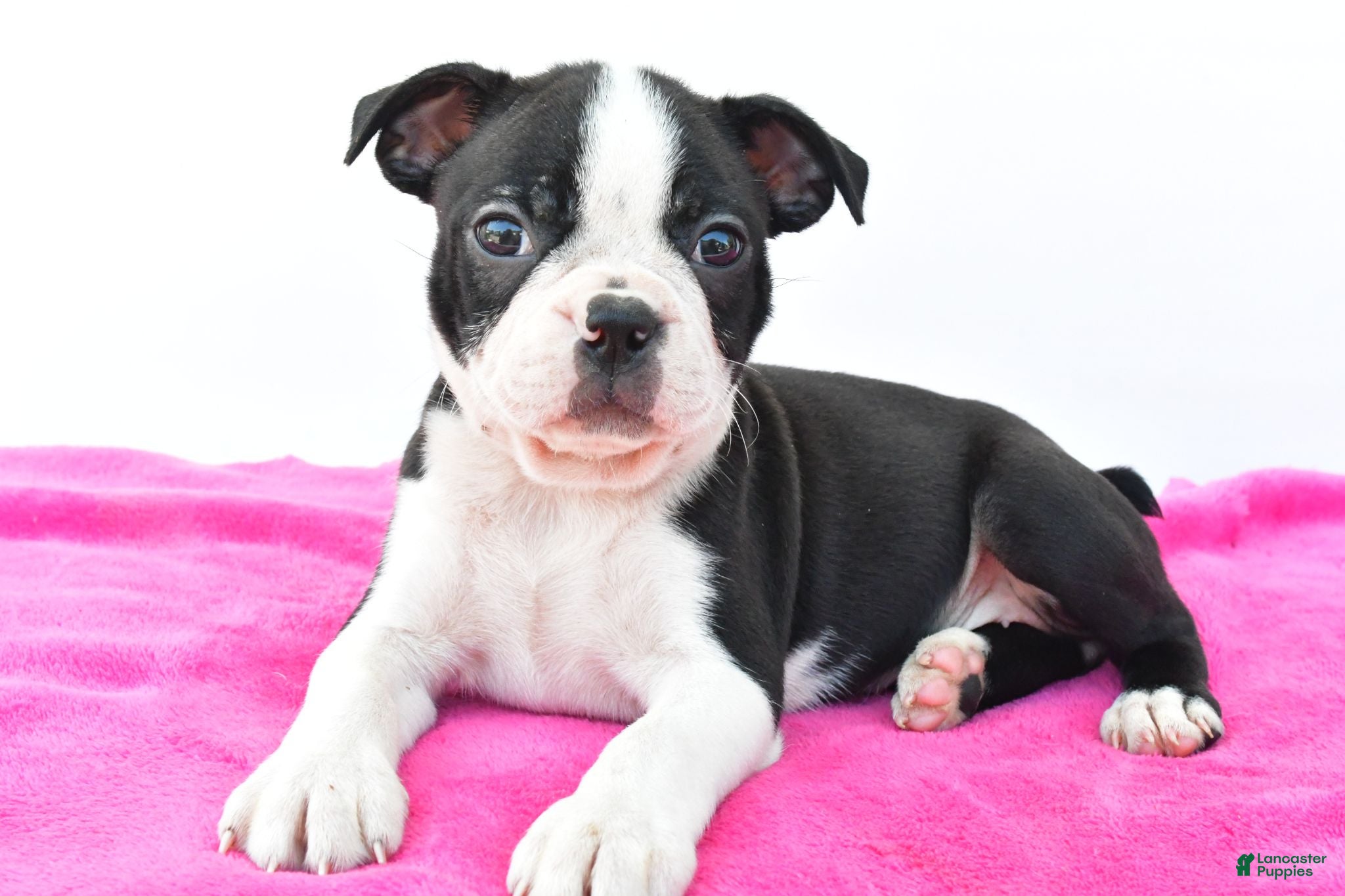 Boston Terrier dogs Raven - Ad 1