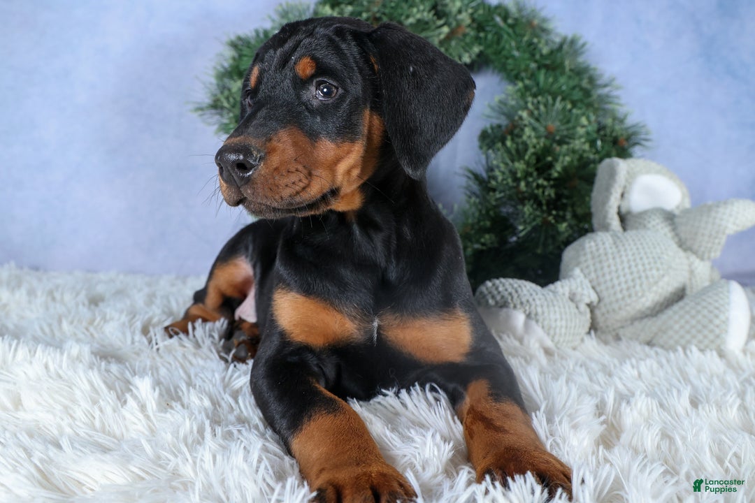 Doberman Pinscher dogs for sale: TINA - Ad 7
