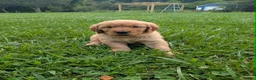 Golden Retriever dogs for sale: Maizey - Ad 4