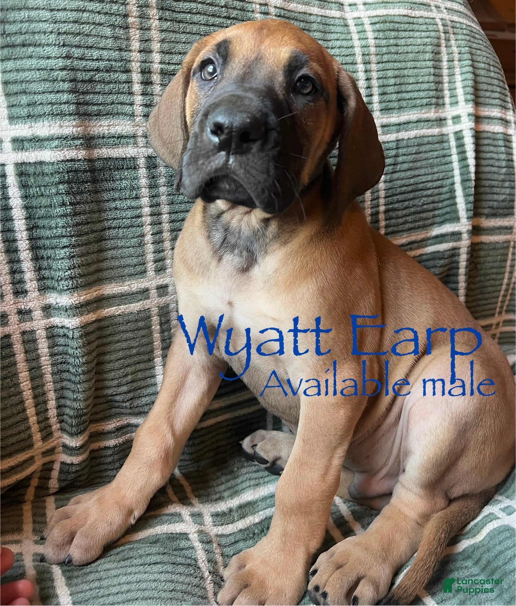 Great Dane dogs Wyatt Earp - Ad 14