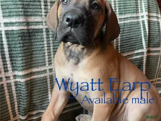 Great Dane dogs Wyatt Earp - Ad 35