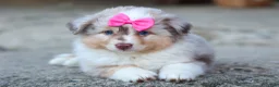 Miniature Australian Shepherd dogs for sale: LILY - Ad 10