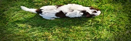 Havapoo dogs for sale: Chippy - Ad 7