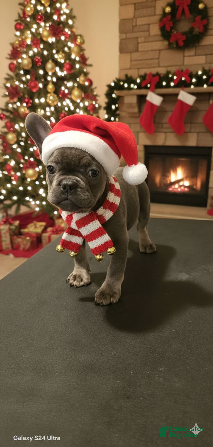French Bulldog dogs Dawn - Ad 8