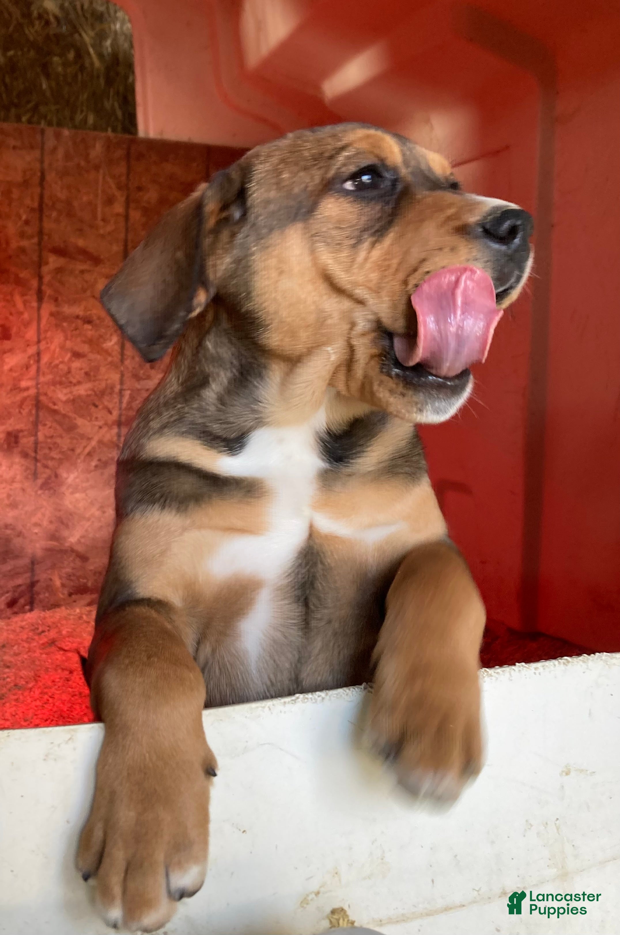 Mixed Breed dogs Patsy - Ad 2