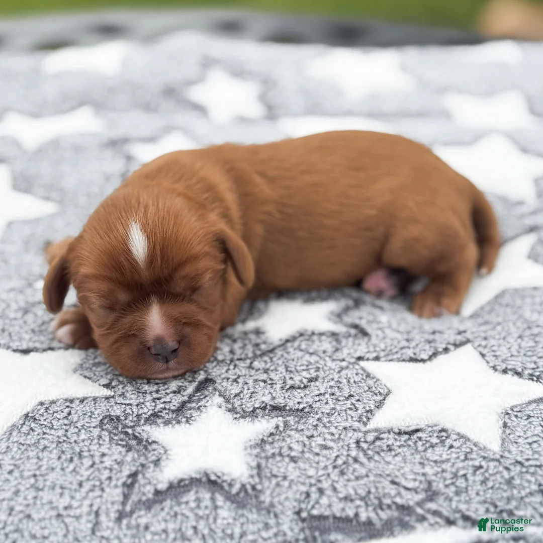 Cavalier King Charles Spaniel dogs for sale: Dallas Cavalier King Charles Spaniel  - Ad 1