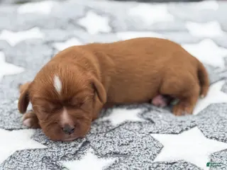 Cavalier King Charles Spaniel dogs for sale: Dallas Cavalier King Charles Spaniel - Ad 4