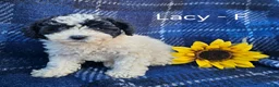 Miniature Poodle dogs for sale: Lacy - Ad 1