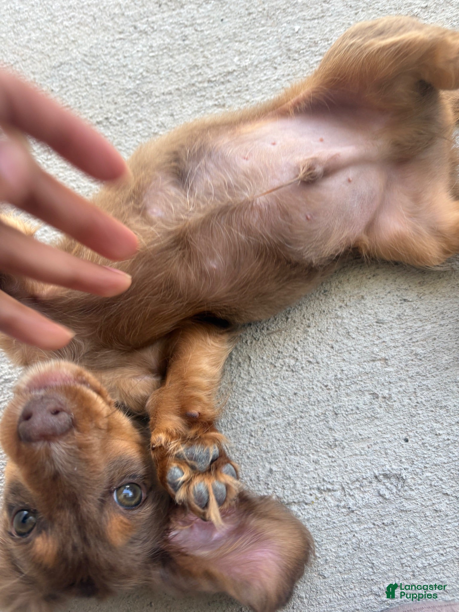 Miniature Dachshund dogs Miniature Dachshund 1 - Ad 34
