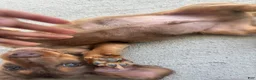 Miniature Dachshund dogs for sale: Miniature Dachshund 1 - Ad 1