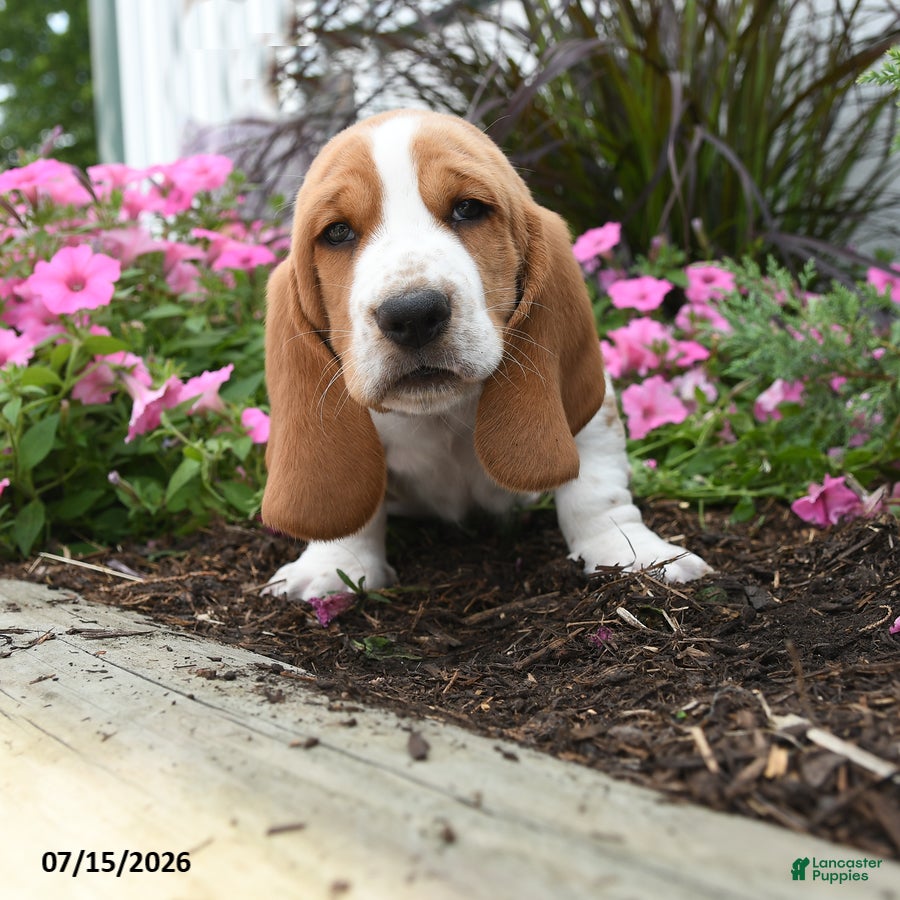 Basset Hound dogs Oswald - Ad 1