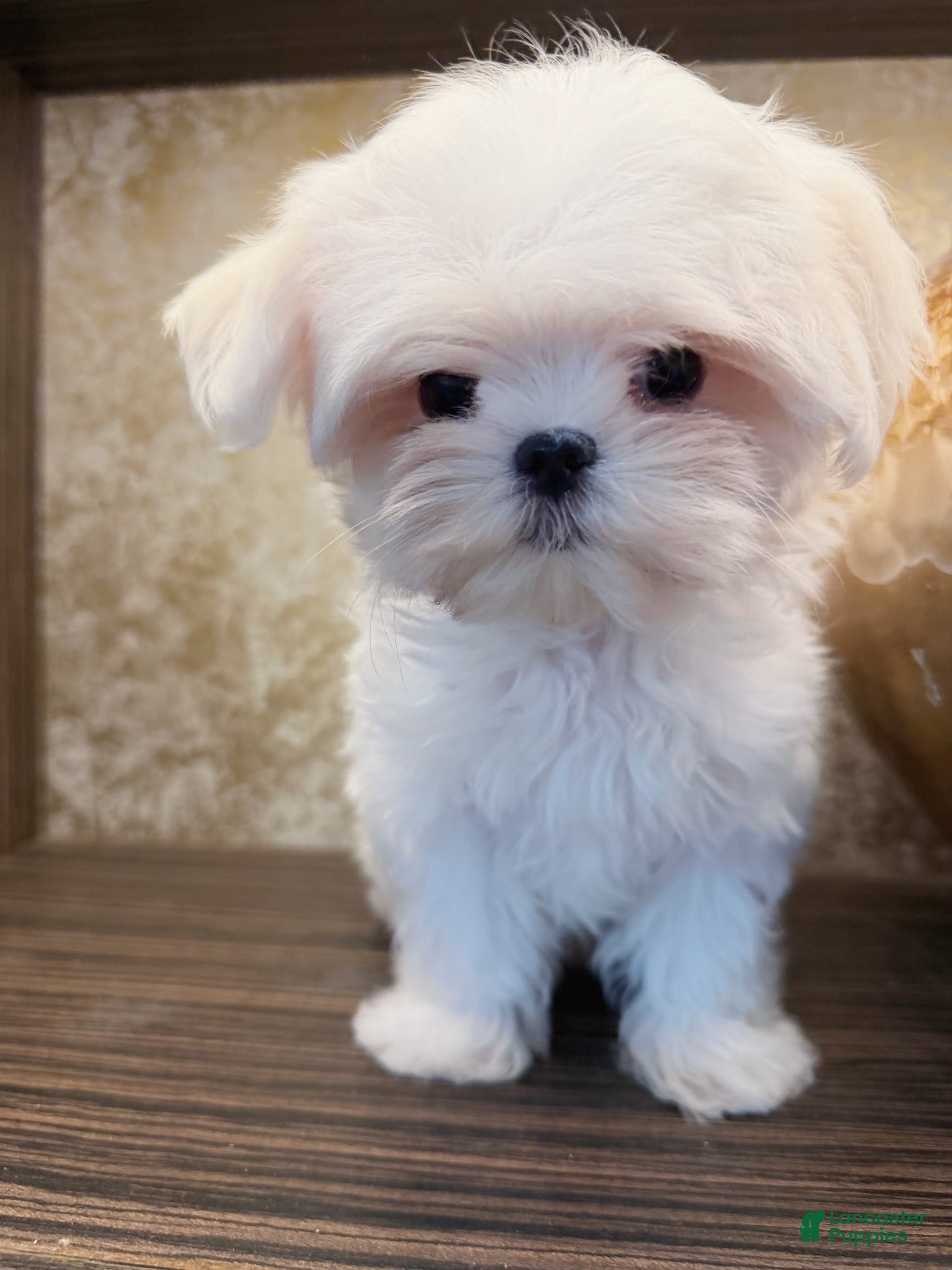 Maltese dogs Kiwi - Ad 2