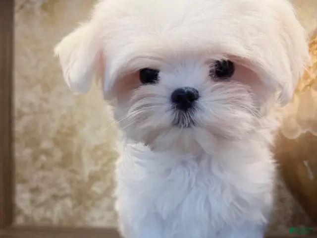 Maltese dogs for sale: Kiwi - Ad 2