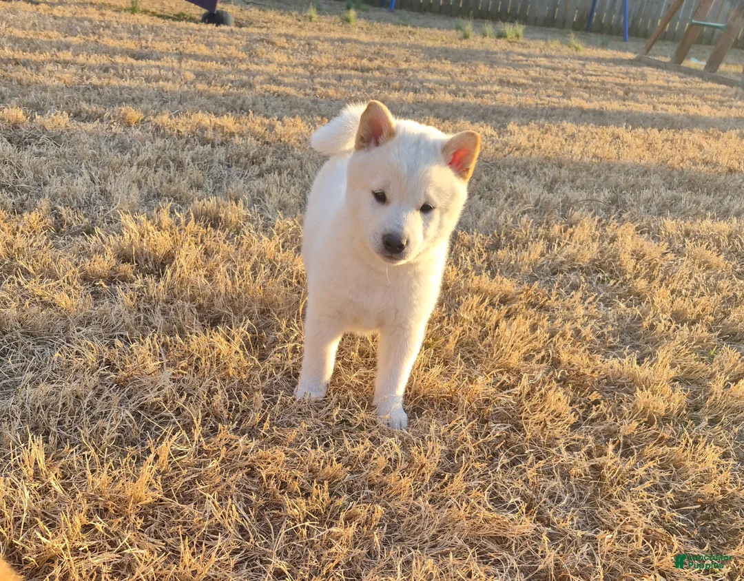 Shiba Inu dogs for sale: Shiro - Ad 3