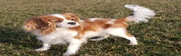 Cavalier King Charles Spaniel dogs for sale: Spot - Ad 9