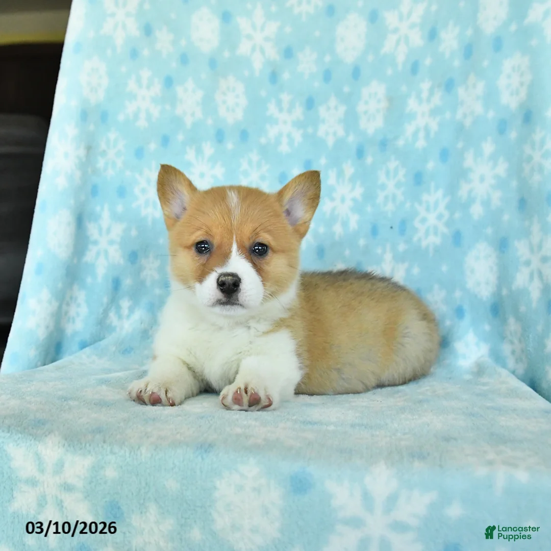 Welsh Corgi Pembroke dogs for sale: Cherry - Ad 3