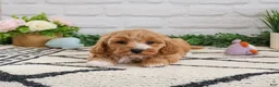 Cavapoo dogs for sale: Latte - Ad 8