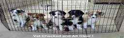 Australian Shepherd dogs for sale: Mitch - Ad 7