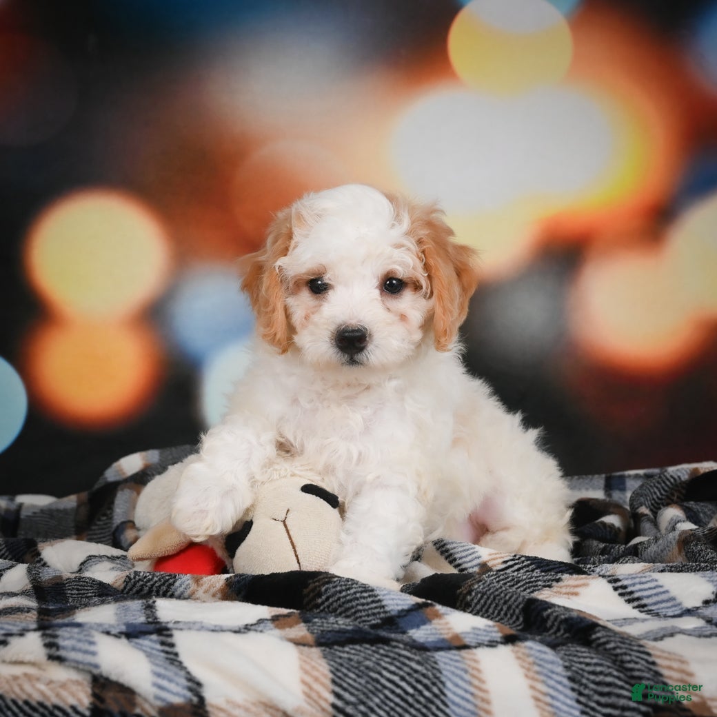 Mini Bernedoodle dogs Mable - Ad 2