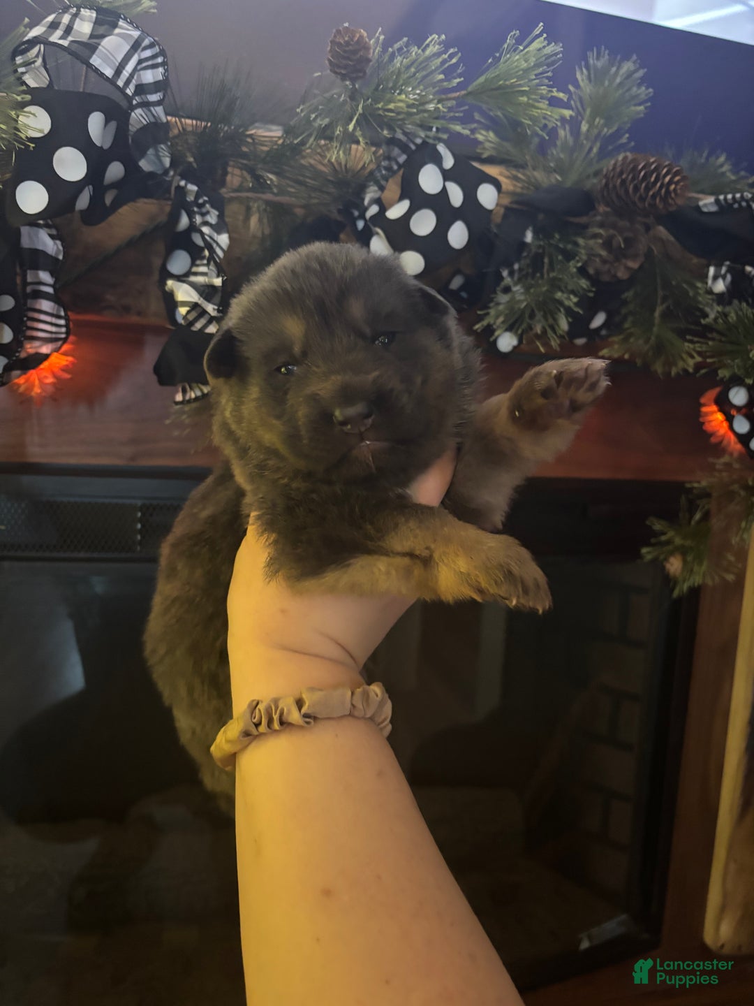 German Shepherd dogs for sale: German Shepherd Puppy 4 - Ad 1