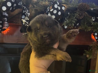 German Shepherd dogs German Shepherd Puppy 4 - Ad 8