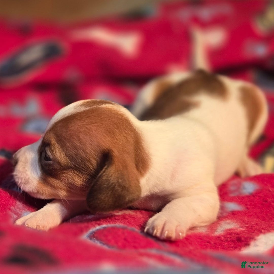 Beagle dogs for sale: Rory Queen Elizabeth Pocket Beagle - Ad 7