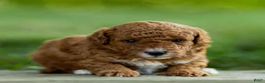 Bean Labradoodle 