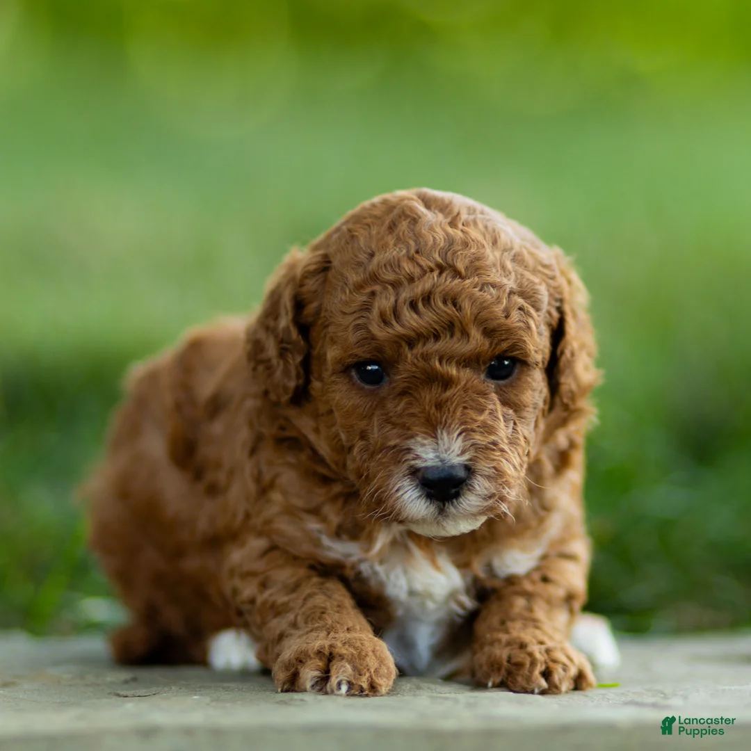 Labradoodle dogs for sale: Bean Labradoodle  - Ad 1
