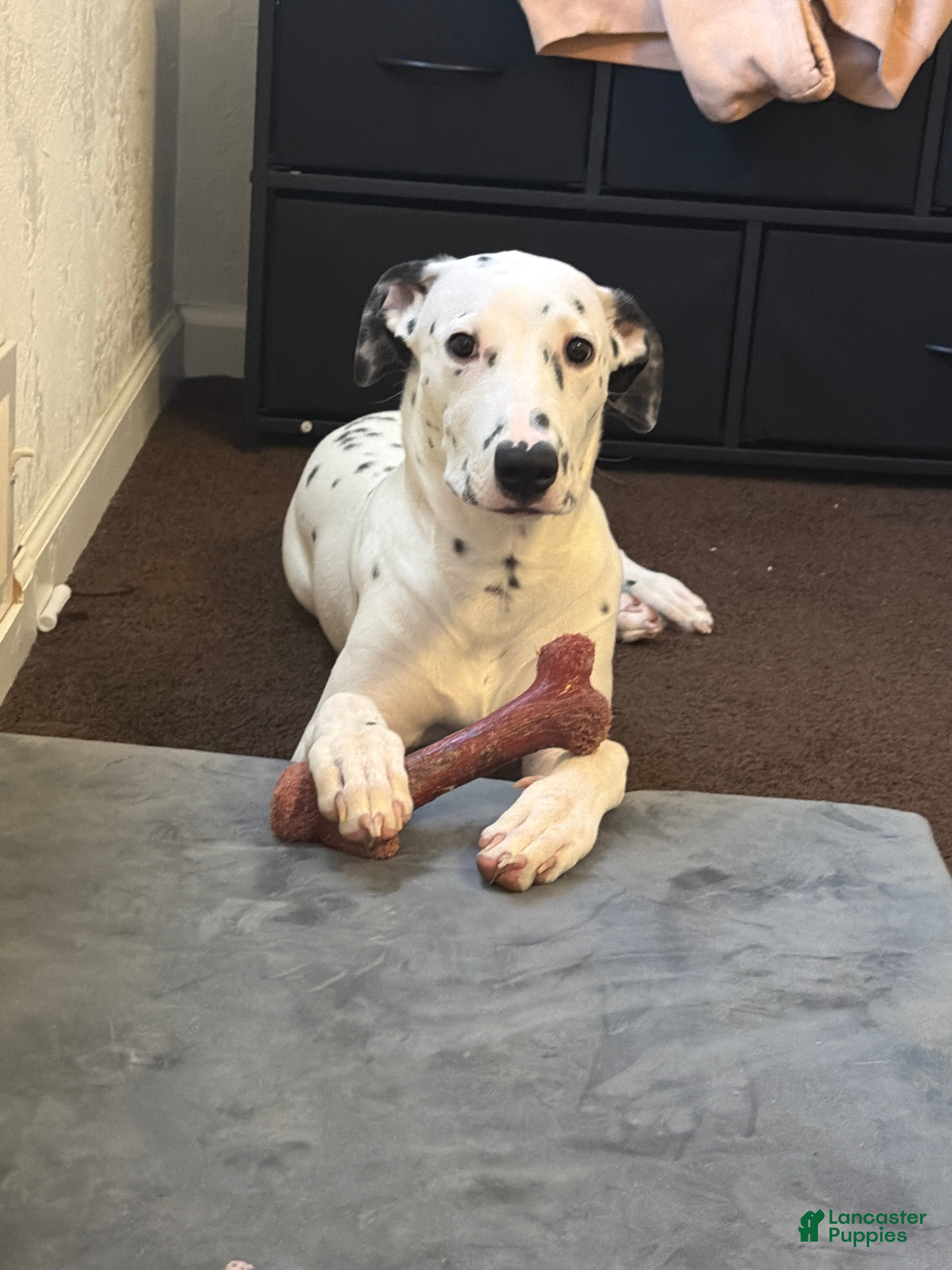 Mixed Breed dogs Mixed Breed Puppy 1 - Ad 4