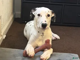 Mixed Breed dogs Mixed Breed Puppy 1 - Ad 4