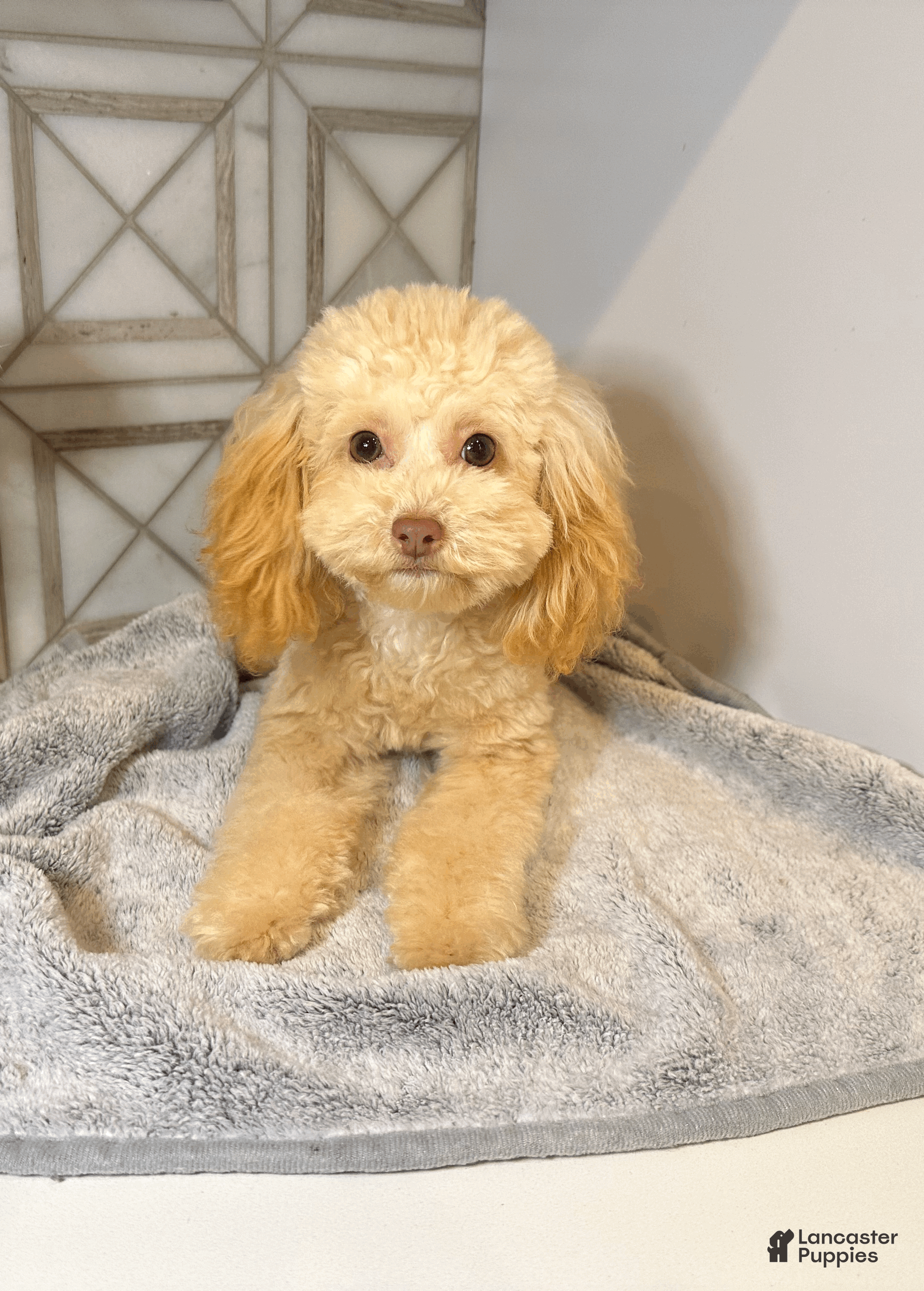 Toy Poodle dogs Cherrie - Ad 1