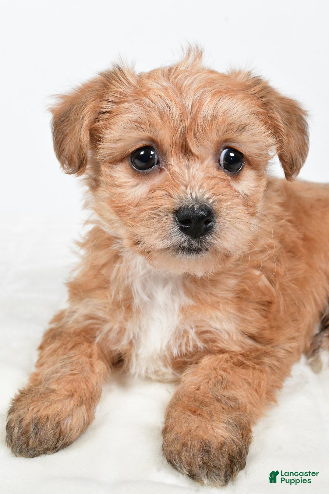 Morkie dogs for sale: Nikki - Ad 3
