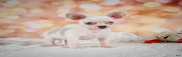 Chihuahua dogs for sale: Bena - Ad 5