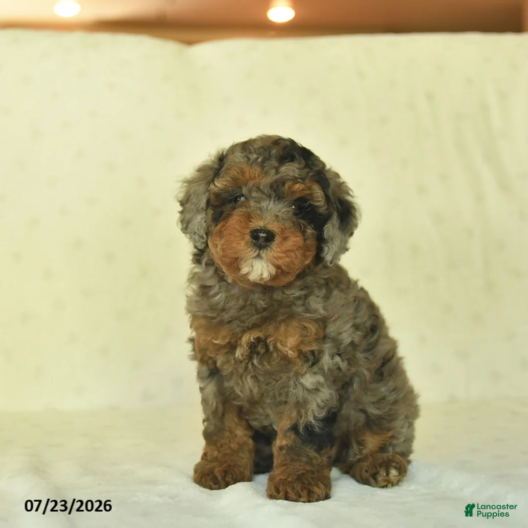 Miniature Poodle dogs for sale: Qenna  - Ad 2