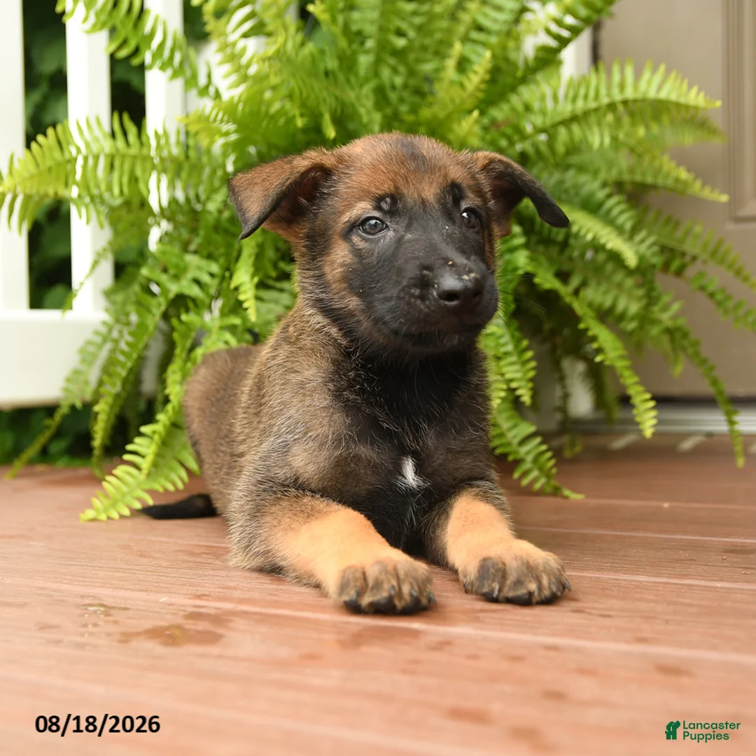 Belgian Malinois dogs for sale: UnO - Ad 3