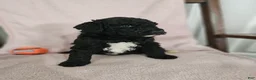 Standard Poodle dogs for sale: Darth Vader - Ad 9