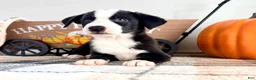 Border Collie dogs for sale: Autumn - Ad 3