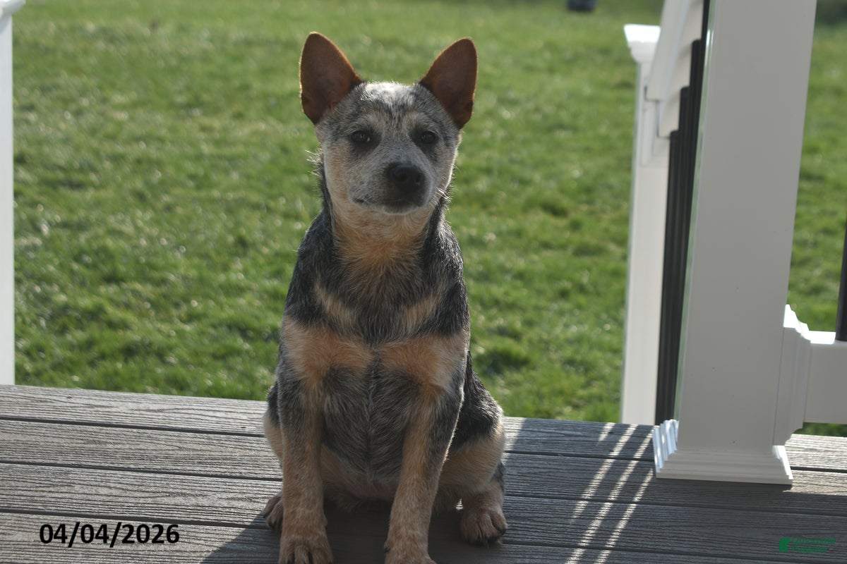 Australian Cattle Dog dogs Torry - Ad 1