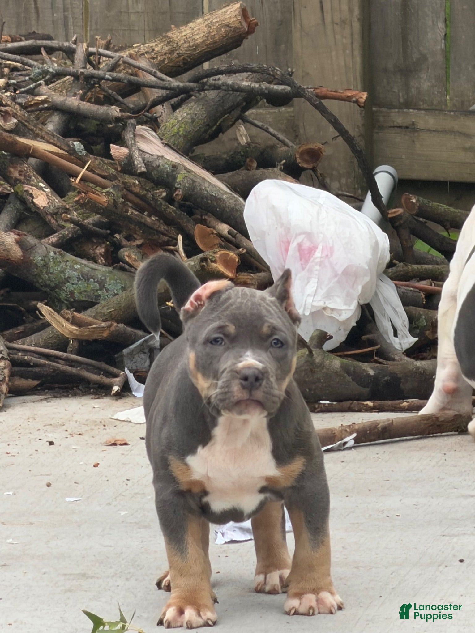 American Bully dogs for sale: American Bully 1 - Ad 2