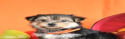 Morkie dogs for sale: Crew - Ad 5