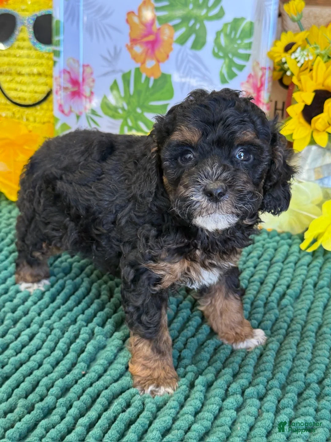 Cockapoo dogs for sale: Cooper - Ad 4