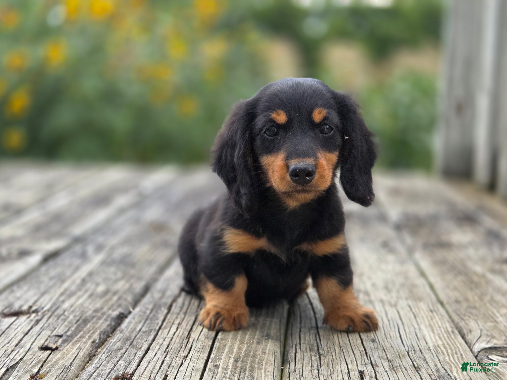 Miniature Dachshund dogs Miniature Dachshund Gandolf - Ad 18